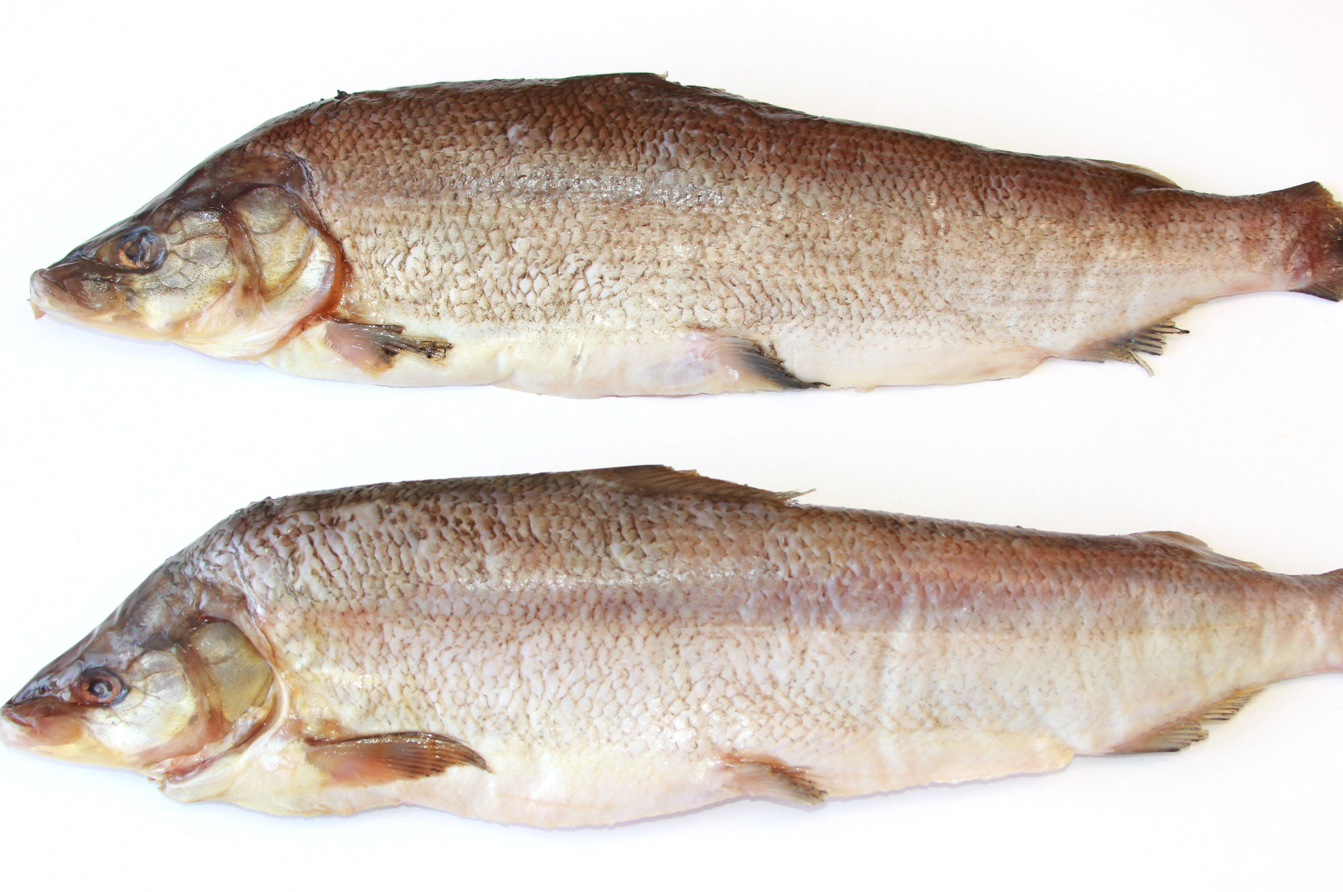Белорыбица что это за рыба, и как её готовить – 6 рецептов приготовления царской рыбы