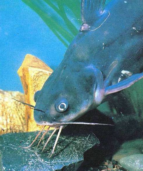Анабас: описание, среда обитания и интересные факты о сухопутной рыбе