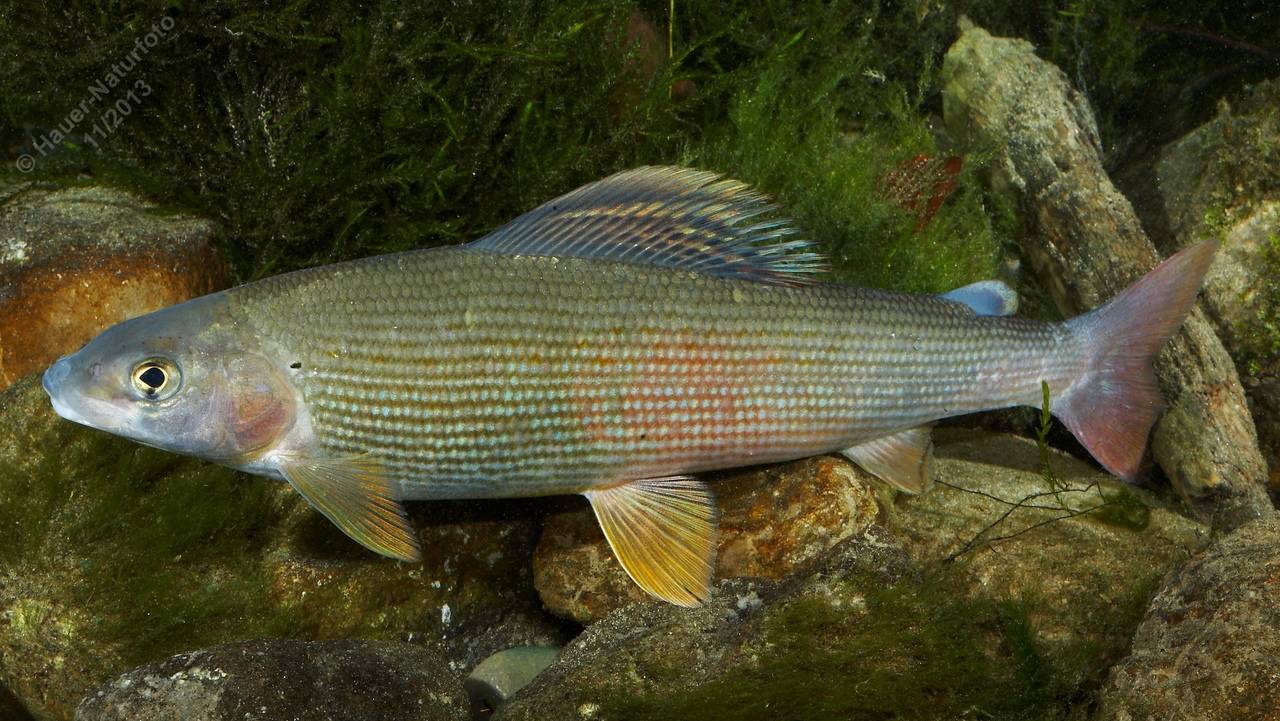 Карп фото и описание – каталог рыб, смотреть онлайн