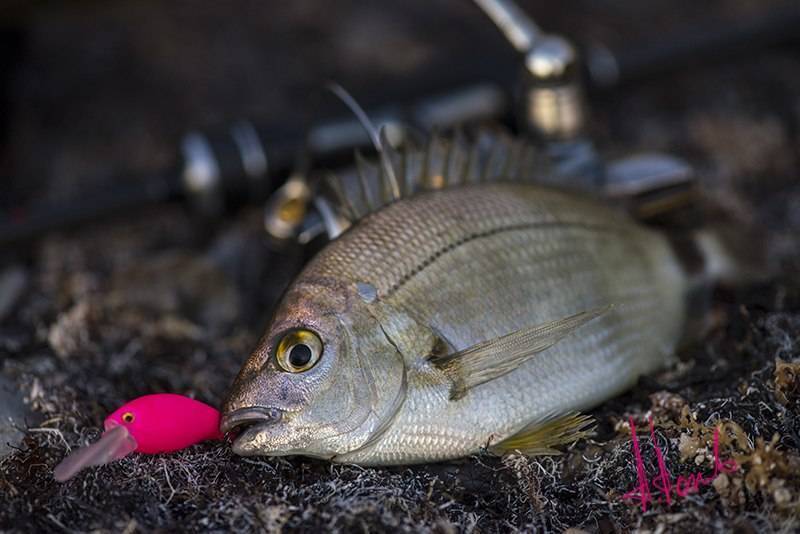 Ночная рыбалка: ловля рыбы на утренней и ночной зорьке - читайте на сatcher.fish