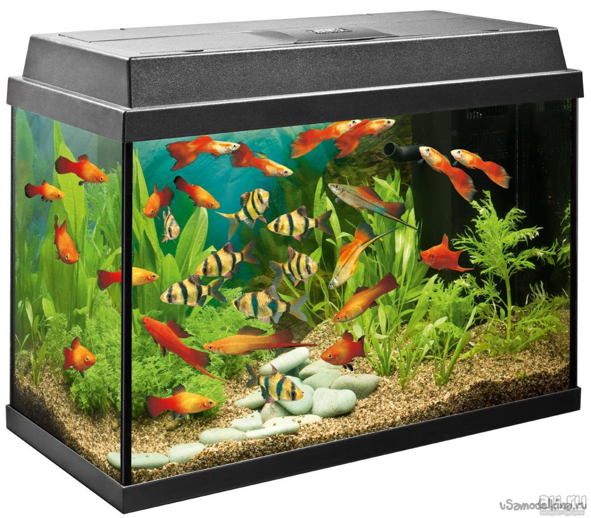 Как выбрать аквариум: размер, форма и внешний вид