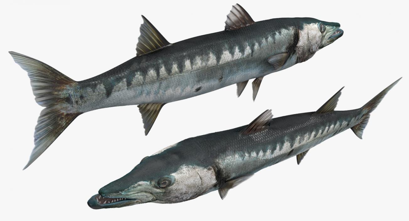 Барракуда рыба. описание, особенности, виды, образ жизни и среда обитания барракуды