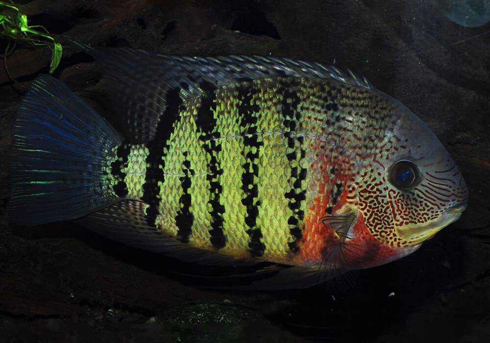 Содержание цихлазомы меека и её совместимость с другими рыбами