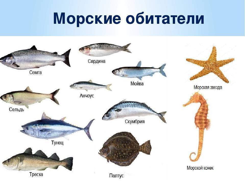 Самые популярные морские рыбы: названия, описание и фото