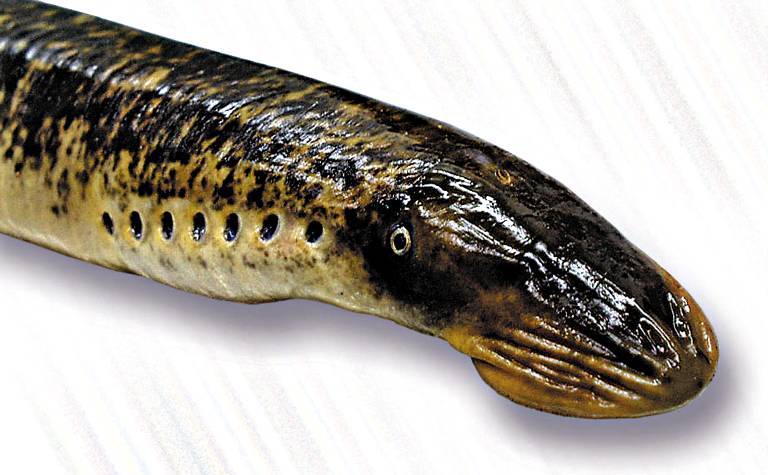 Рыба минога: где живет, ее особенности и отличия, размножение - kotiko.ru