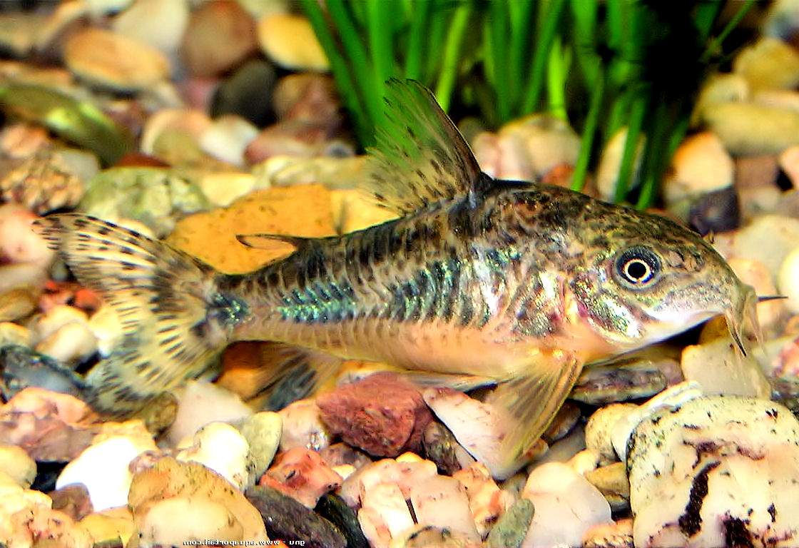 Коридорасы: виды сомов, аквариумное содержание, уход и кормление рыбок