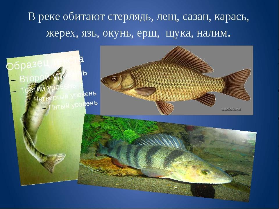 Рыба щука: где обитает, виды, класс, питание