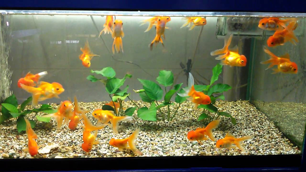 Правила разведения золотых рыбок в домашних условиях