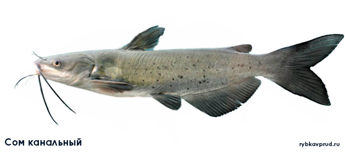 Североамериканский сомик теснит рыб кубани