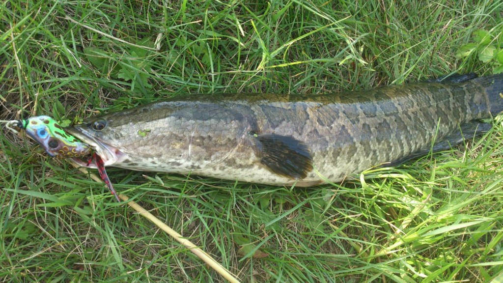 Амурский змееголов — где водится рыба и как ее ловить