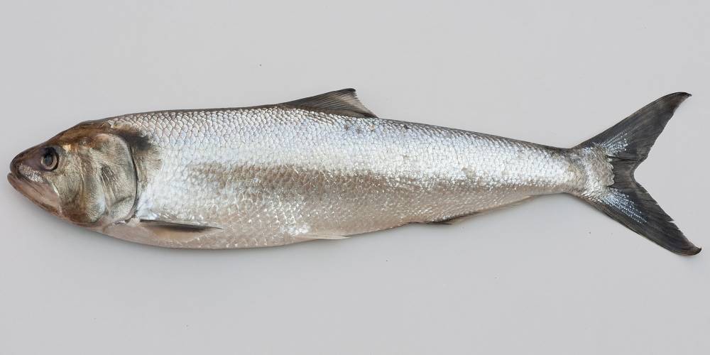 Плотва фото и описание – каталог рыб, смотреть онлайн