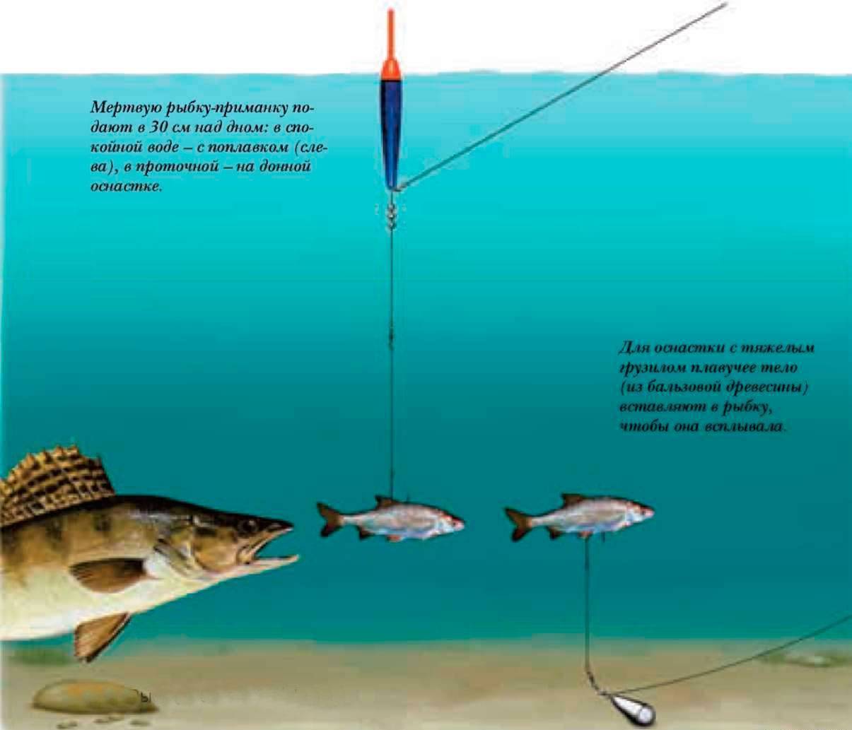 Когда клюет рыба - при каком давлении, ветре и температуре происходит лучший клев