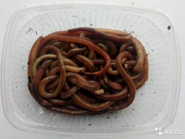 Как разводить червей для рыбалки в огороде