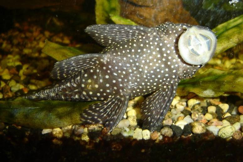 Сом анциструс - фото, содержание, размножение и уход | dreamaqua | сомики анциструсы - аквариумные рыбки