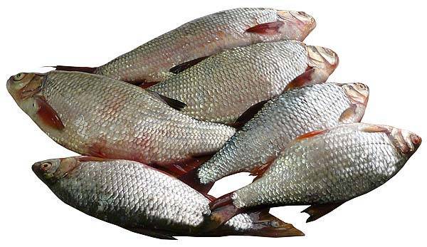 Рыба «елец сибирский» фото и описание