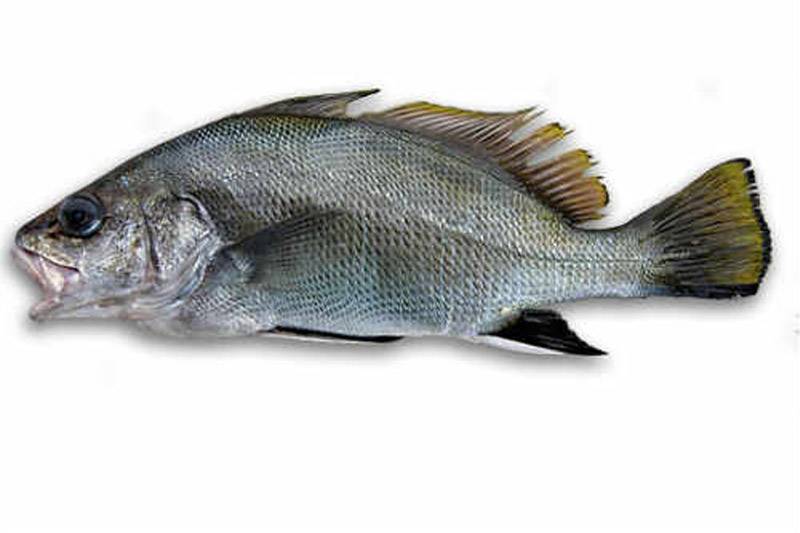 Рыба «пескарь обыкновенный» фото и описание