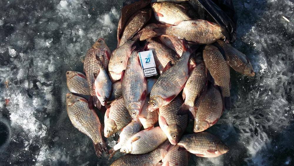 Отчет о рыбалке на толстолобика в брестской области
