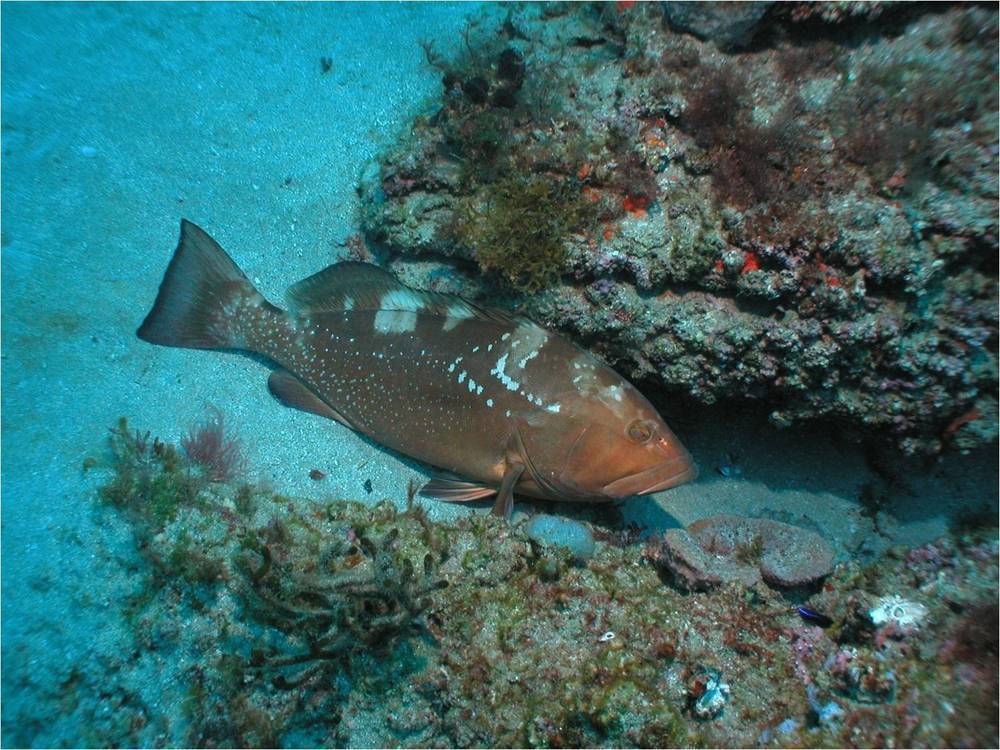 Рыба «морской окунь красный» фото и описание