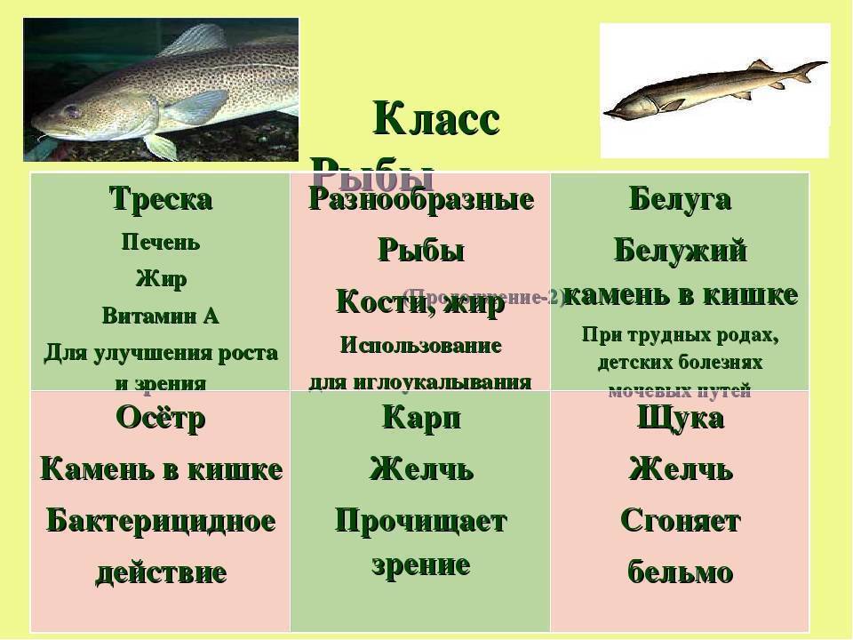 Рыба семейства тресковых: виды и описание, внешний вид, среда обитания