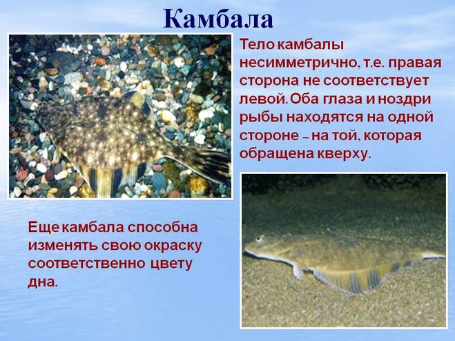 Камбала рыба. описание, особенности, виды, образ жизни и среда обитания камбалы | живность.ру