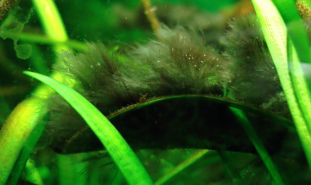 Борьба с водорослями в аквариуме. как победить водоросли?