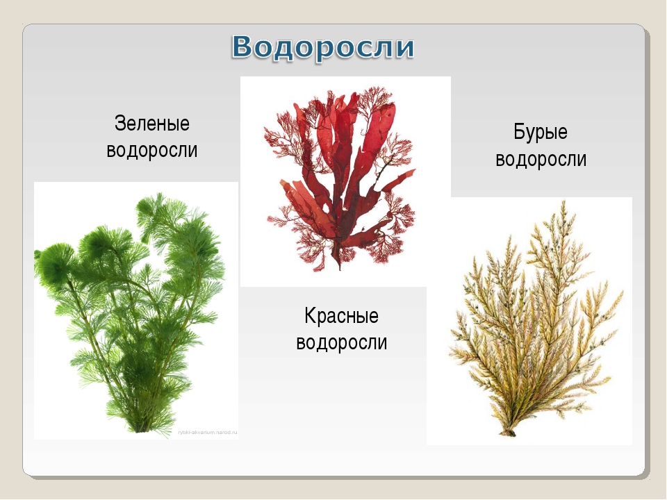 Виды водорослей картинки