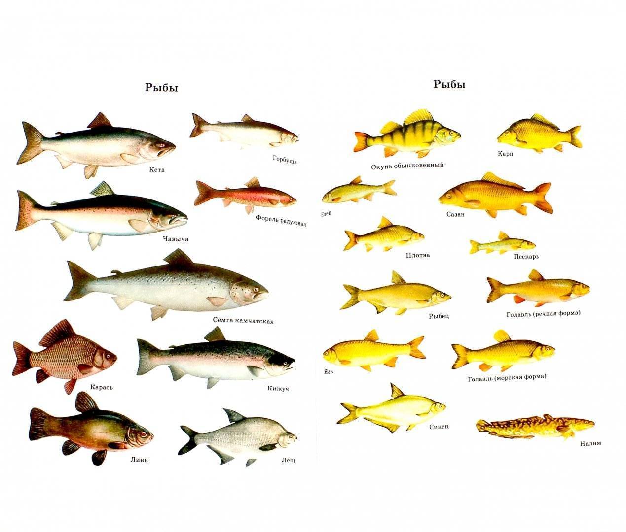 Карп или карповая рыба: сколько живет, хищник или нет?