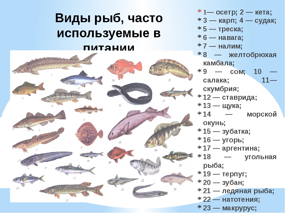 Рыбы: виды, описание, названия, рыбы наших водоемов и их ловля - fishingwiki
