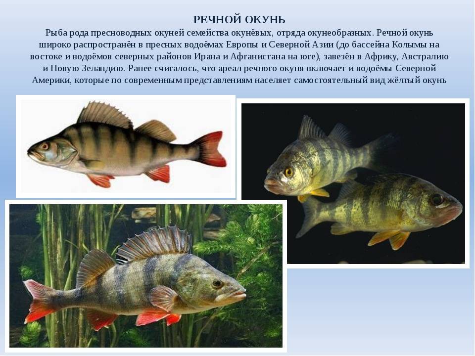 Осётр амурский фото и описание – каталог рыб, смотреть онлайн