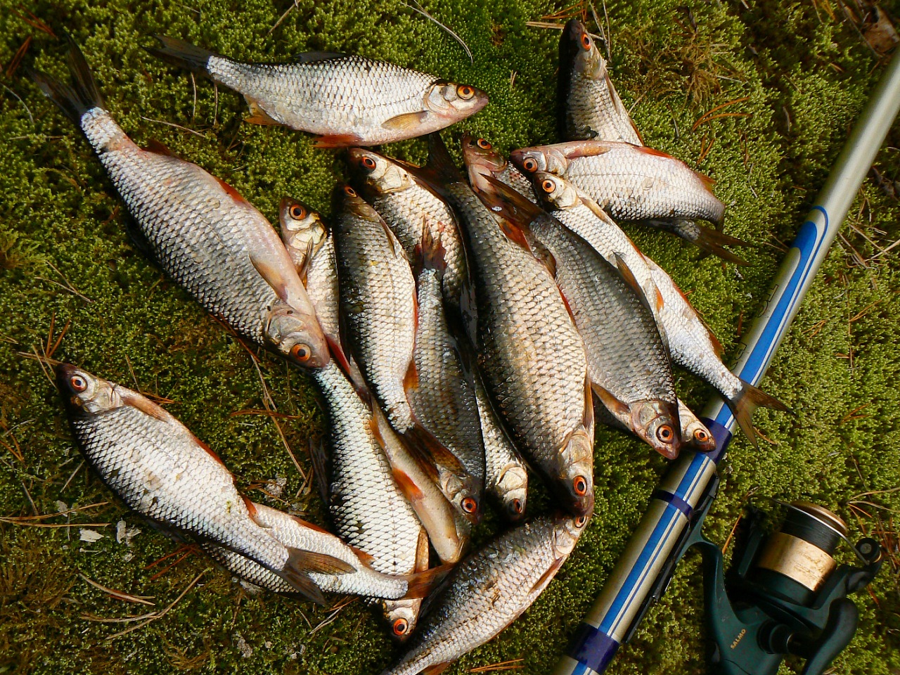 Особенности весенней рыбалки на карася на поплавочную удочку