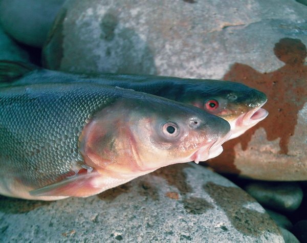 Рыба маринка в казахстане