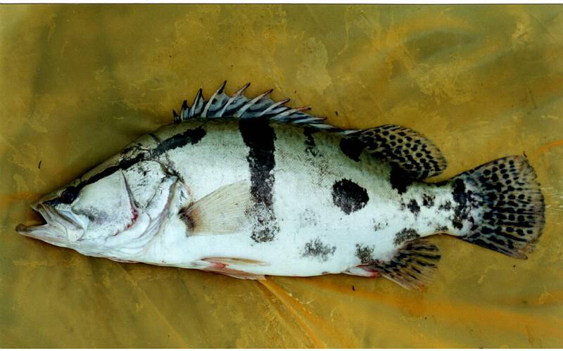 Окунь китайский фото и описание – каталог рыб, смотреть онлайн
