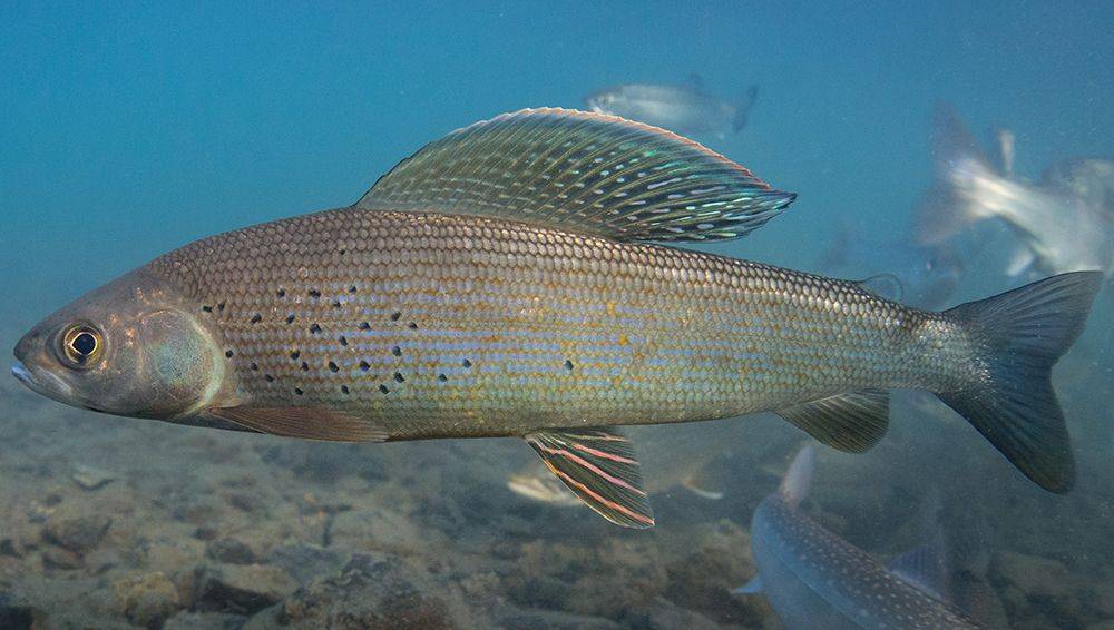 Самый большой сибирский хариус – как выглядит рыба, похожая на него