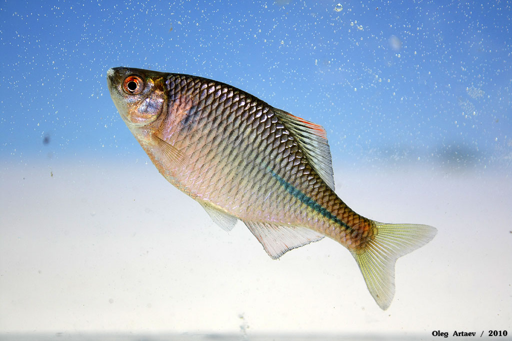 Горчак фото и описание – каталог рыб, смотреть онлайн