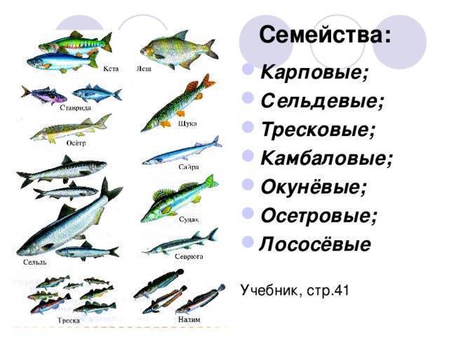 Исключительно пресноводная рыба семейства тресковых 5 букв. рыба семейства тресковых — виды, описание