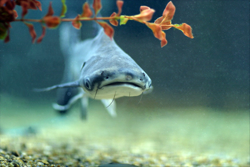 Аквариумный акулий сом пангасиус — содержание, совместимость