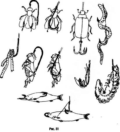 Живец (малек) для рыбалки: о ловле на живца, способах добычи, разведения, хранения и насаживания на крючок - fishingwiki