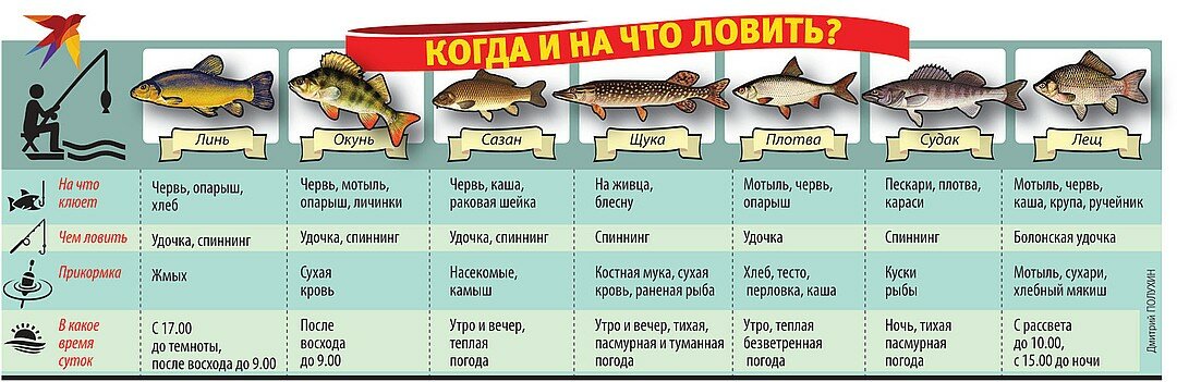 График клева рыбы - на что ловить рыбу и какую, как она клюет, когда и где лучше