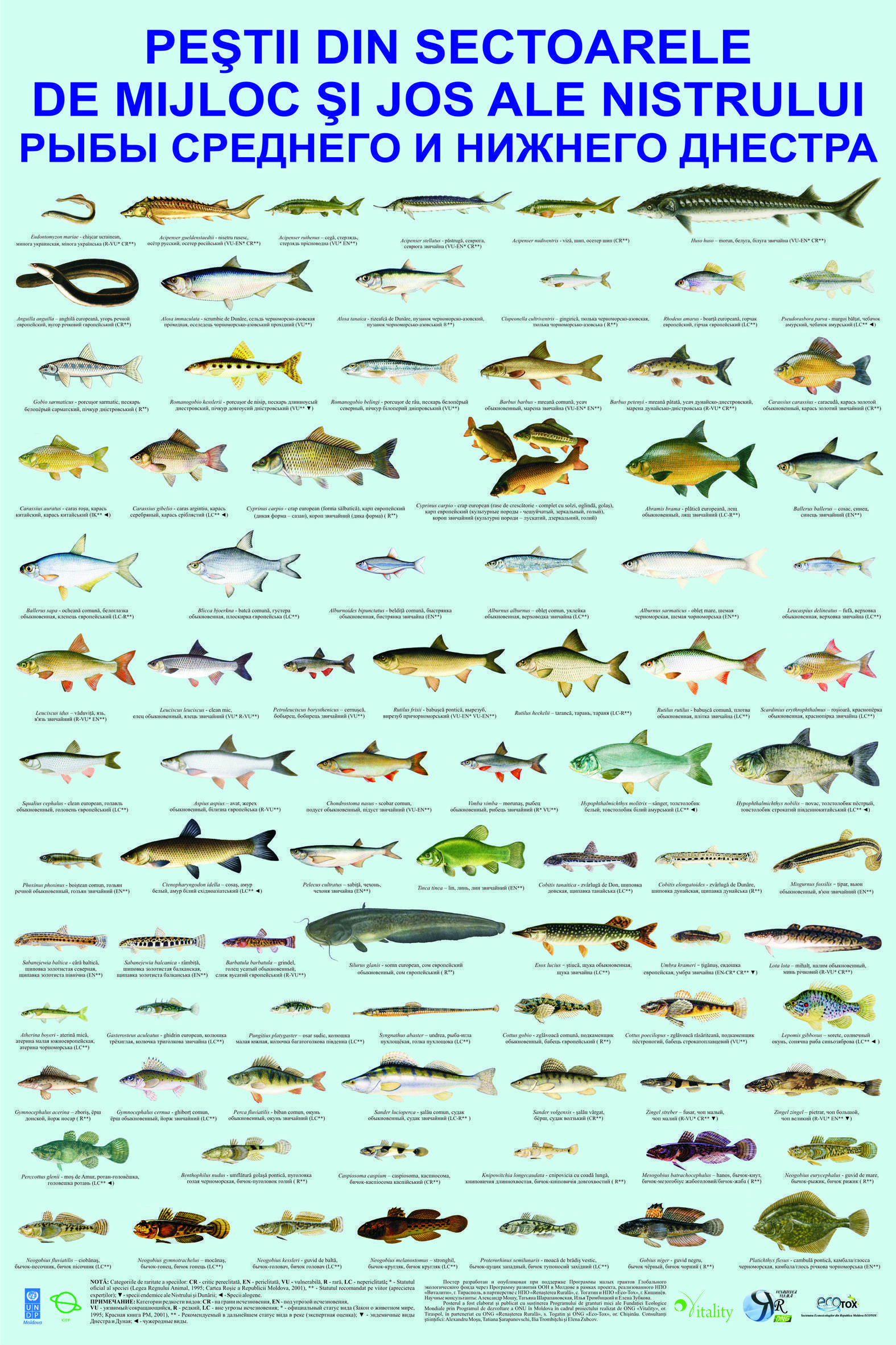Нерест морских и пресноводных рыб