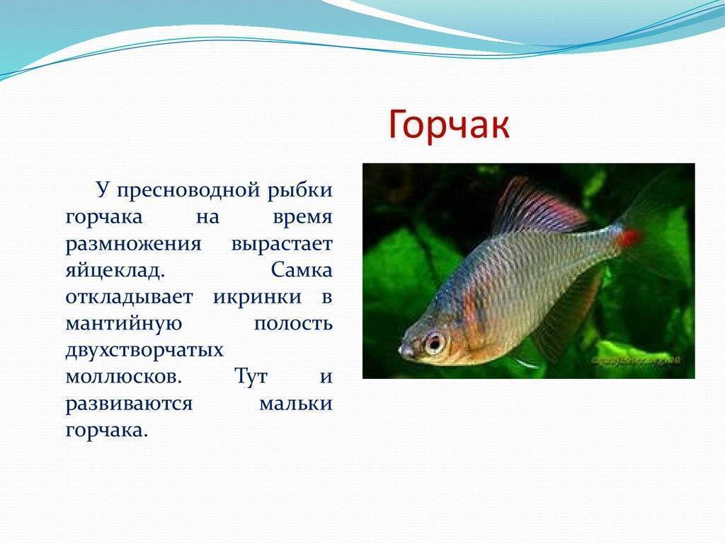 ✅ синявка рыба фото - https://xn----7sbeepoxlghbuicp1mg.xn--p1ai/