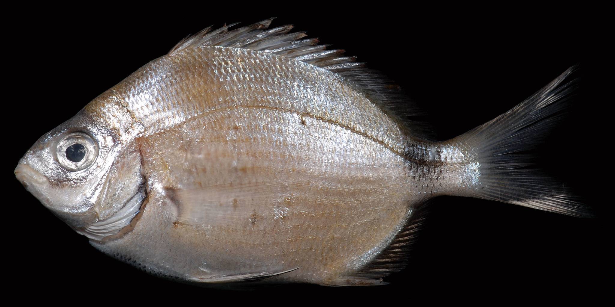 Палия фото и описание – каталог рыб, смотреть онлайн
