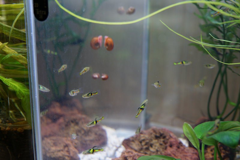 Топ-11 самых неприхотливых аквариумных рыбок для новичков!