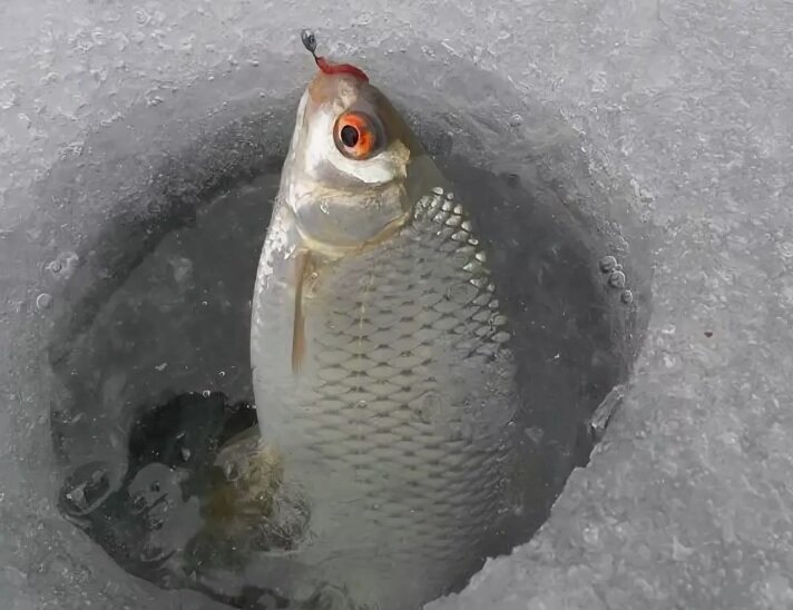 Ловля сороги зимой на мормышку: на течении и в ночное время