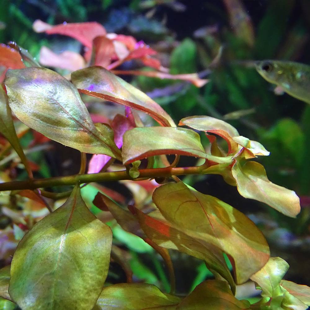 Людвигия – аквариумное растение, выращивание и размножение в домашних условиях