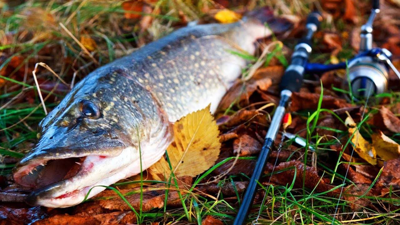 Рыбалка осенью: ловля щуки осенью, ловля карпа осенью и ловля карася