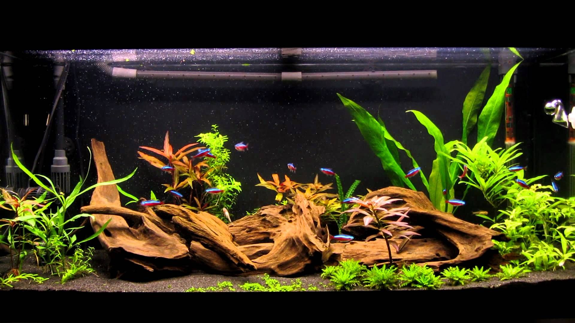 Как в домашних условиях выращивать водоросли для аквариума?