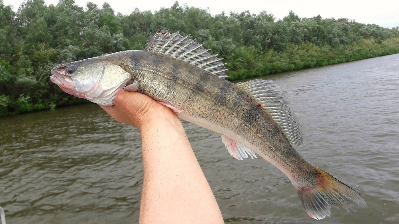 Рыбалка в волго – ахтубинской пойме