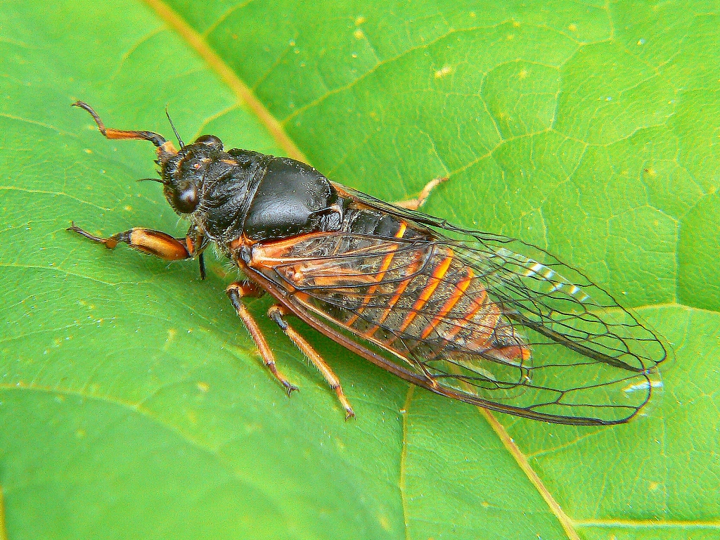Майский жук насекомое. образ жизни и среда обитания майского жука