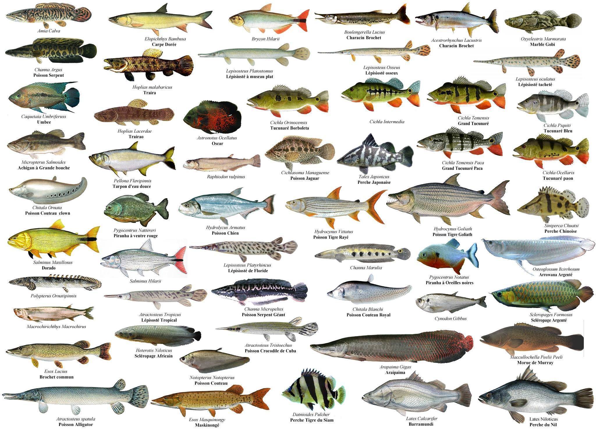 Пресноводные виды рыб россии - названия, фото и краткое описание — природа мира