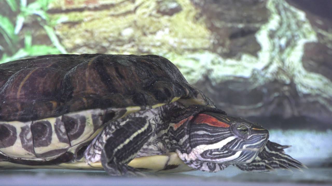 К чему снится живая черепаха в аквариуме: толкования по соннику